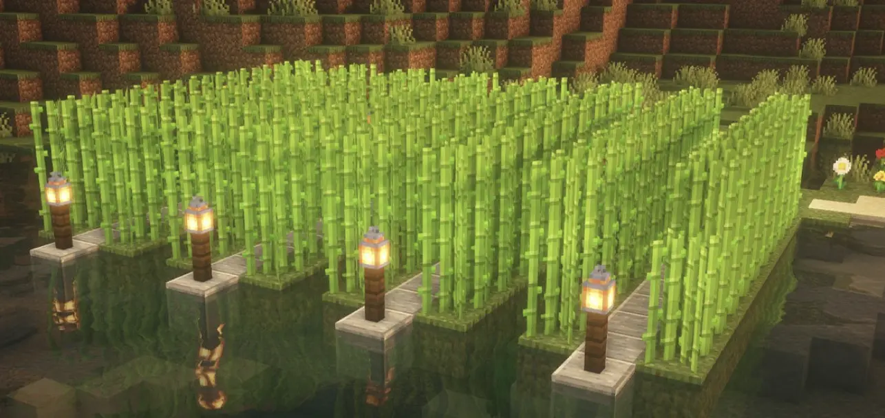 Sugar cane used for crafting paper.